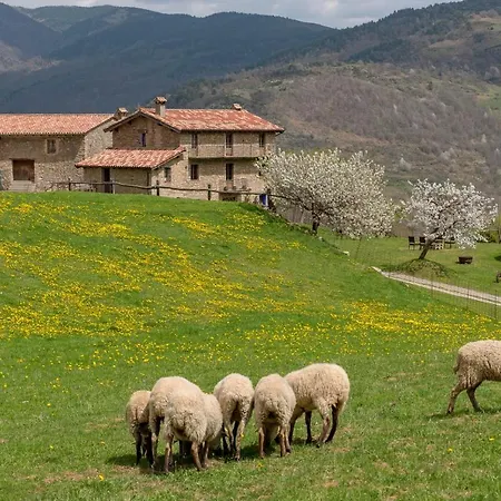 Gallo *