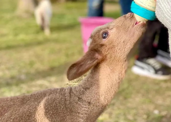 Gallo カントリーハウス *